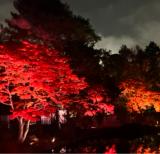 中島公園のライトアップ見たよっ^^